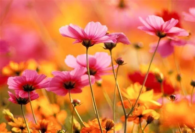Close-up of pink and coral cosmos flowers with dark centers against a blurred warm yellow and orange background.
