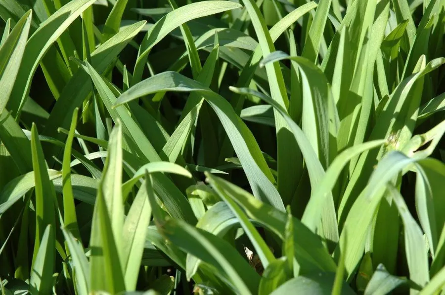 Overlapping green leaves in light and dark tones creating a dense, natural foliage texture.