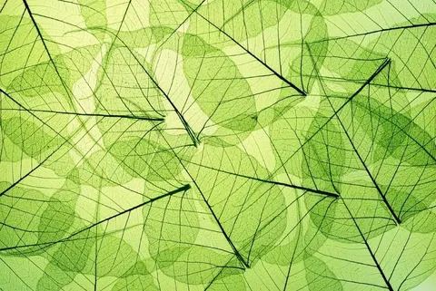 Overlapping green leaf silhouettes with detailed veining creating a translucent, layered botanical pattern.