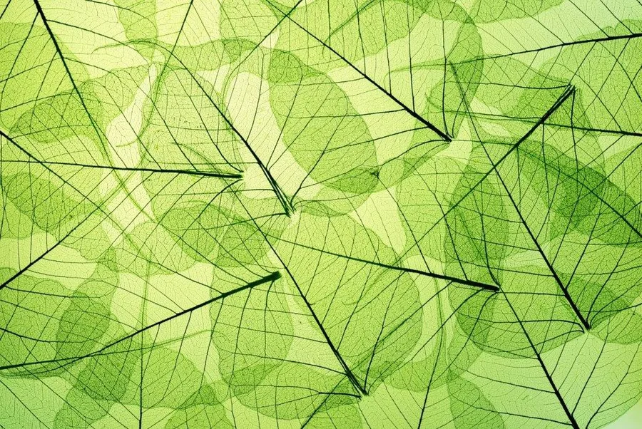 Overlapping green leaf silhouettes with detailed veining creating a translucent, layered botanical pattern.