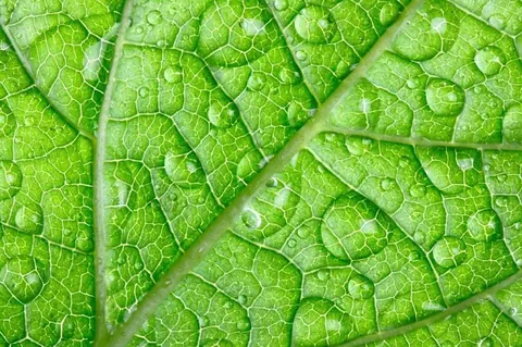 Macro photograph of bright green leaves with detailed vein patterns and morning dew droplets