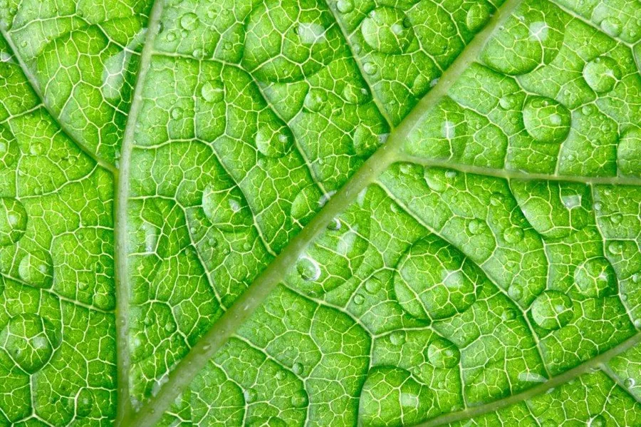 Macro photograph of bright green leaves with detailed vein patterns and morning dew droplets