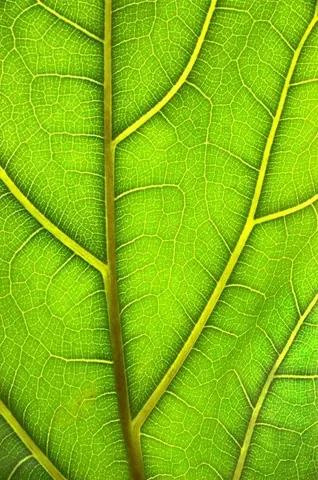 Macro photograph of vibrant green leaf with detailed veins and yellow stems creating natural texture pattern