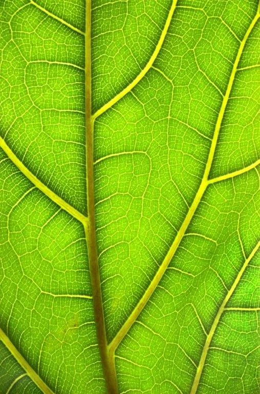 Macro photograph of vibrant green leaf with detailed veins and yellow stems creating natural texture pattern