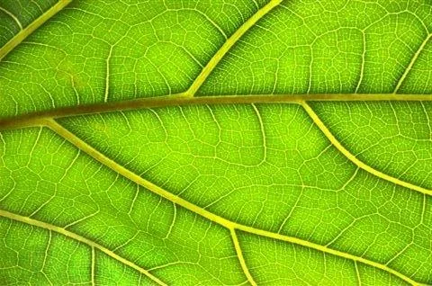 Close-up of vibrant green leaves with detailed yellow-green veins and natural texture