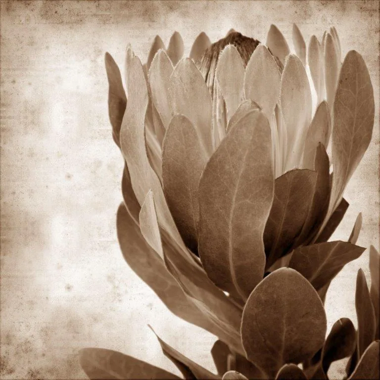 Sepia-toned protea flower with layered petals against a cream textured background.