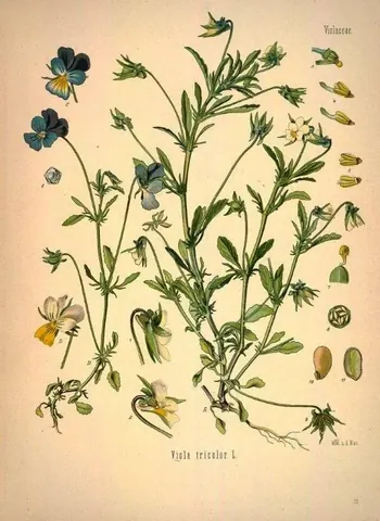 Vintage botanical illustration of viola flowers with stems, leaves, and detailed botanical drawings on cream background.