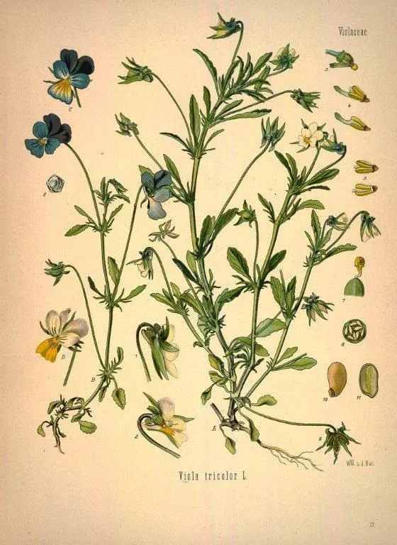Vintage botanical illustration of viola flowers with stems, leaves, and detailed botanical drawings on cream background.