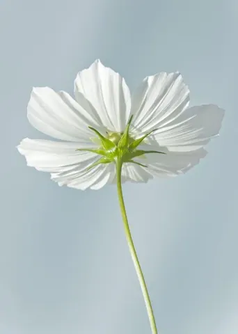Single white cosmos flower with translucent petals and green stem against soft blue background.