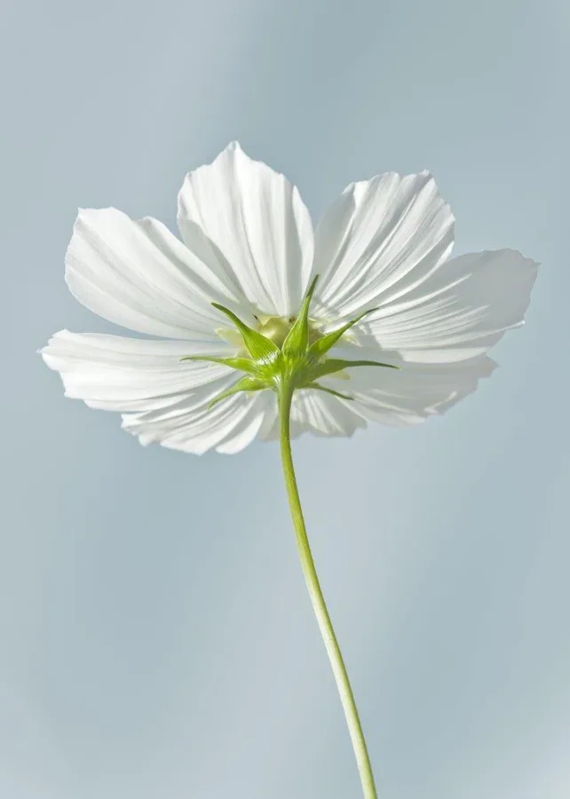 Single white cosmos flower with translucent petals and green stem against soft blue background.