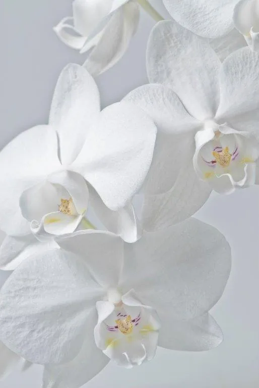 Close-up of pristine white orchid flowers with yellow stamens on soft gray background