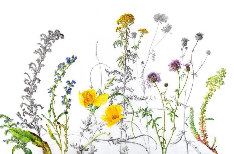 Botanical illustration of hand-drawn wildflowers and flowering plants with yellow blooms and purple accents on white background.
