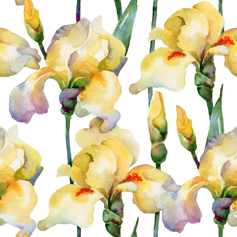 Watercolor yellow and purple irises with green stems on white background in repeating pattern