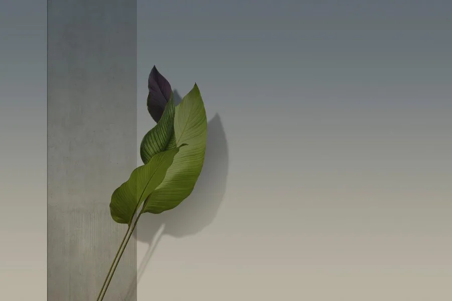 Minimalist botanical design with green and burgundy leaves casting soft shadows on neutral background