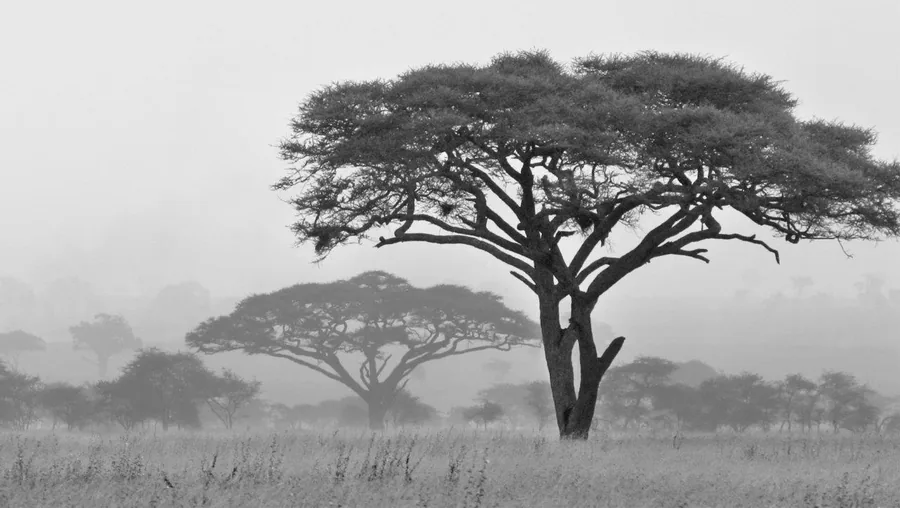 Black and white acacia trees in misty African savanna landscape with grassland