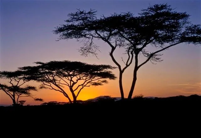 Silhouetted acacia trees against an orange and purple sunset sky in African savanna landscape.