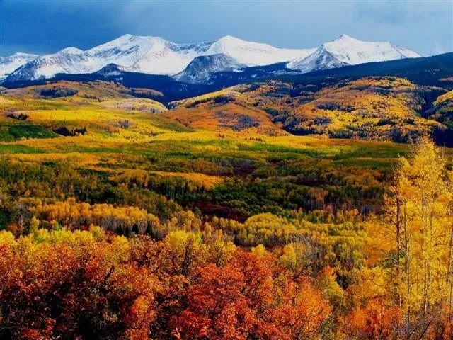 Snow-covered mountains rise behind a hillside forest ablaze with golden and crimson autumn foliage under clear blue sky.