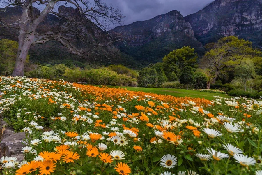 Orange and white wildflowers blooming in a mountain valley with forested cliffs and bare trees
