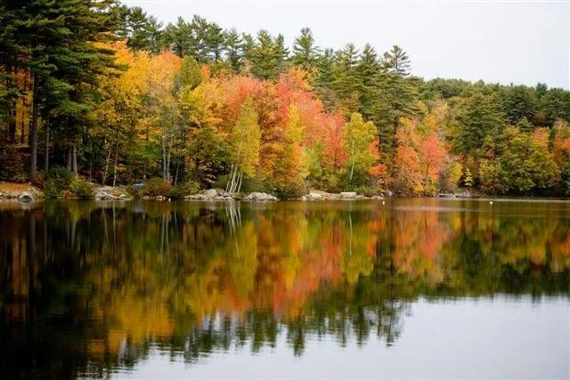 Autumn forest reflecting in calm lake water with golden and red fall foliage and evergreen trees.