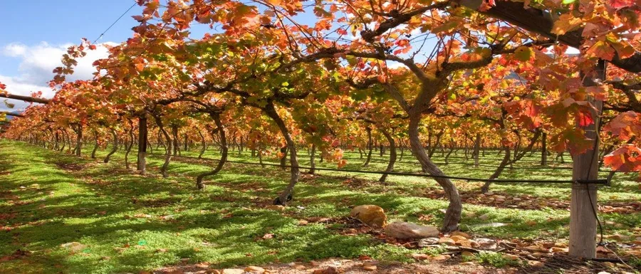 Tree-lined vineyard avenue in autumn with warm golden and orange canopy overhead and green grass below
