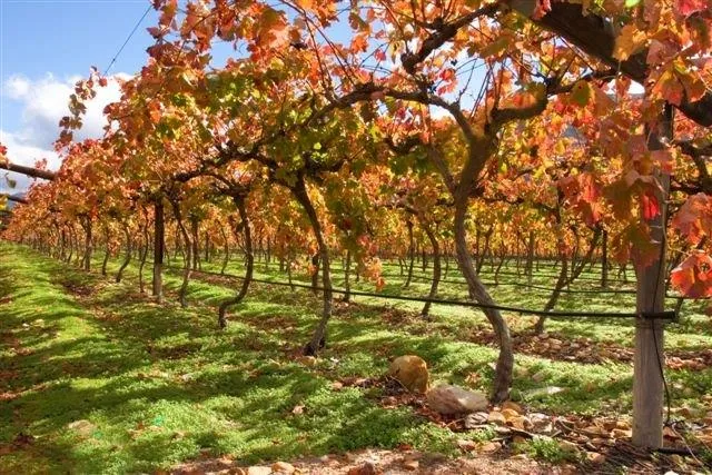 Rows of grapevines with golden and red autumn leaves stretching across green grass under blue sky.