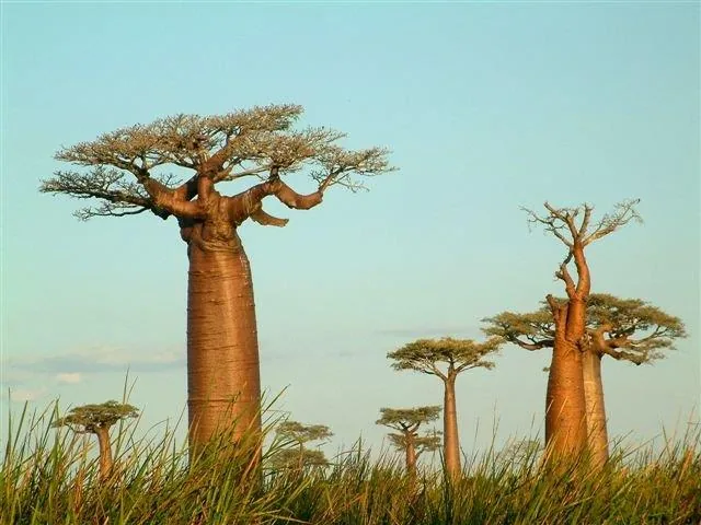 Golden baobab trees with sprawling branches in an African savanna landscape at sunset.
