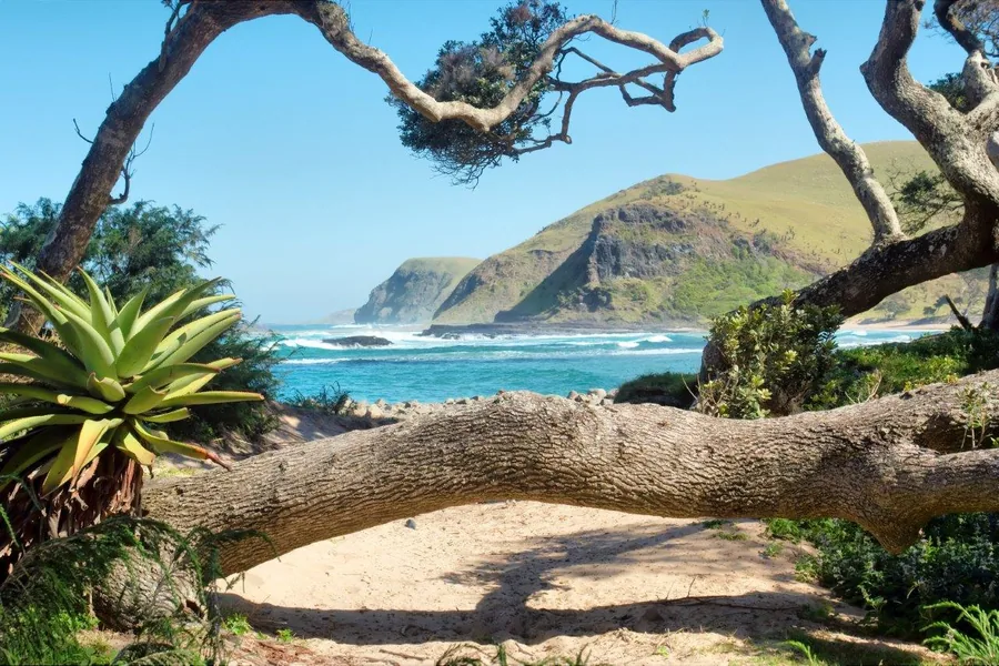 Coastal beach view with turquoise ocean, green cliffs, driftwood logs and tropical plants framing the scene.