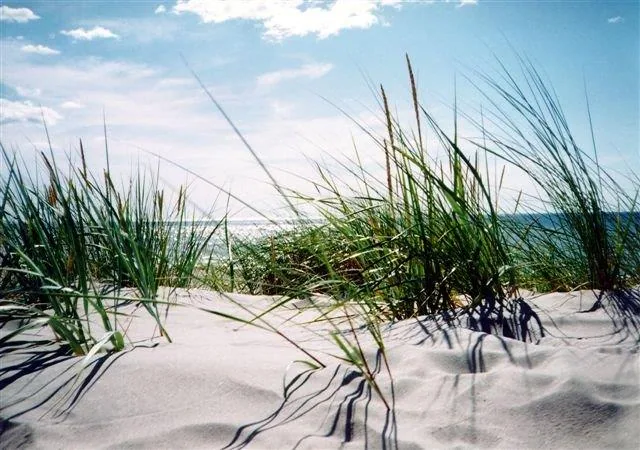 Tall beach grass and dunes with shadows on white sand against a bright blue sky