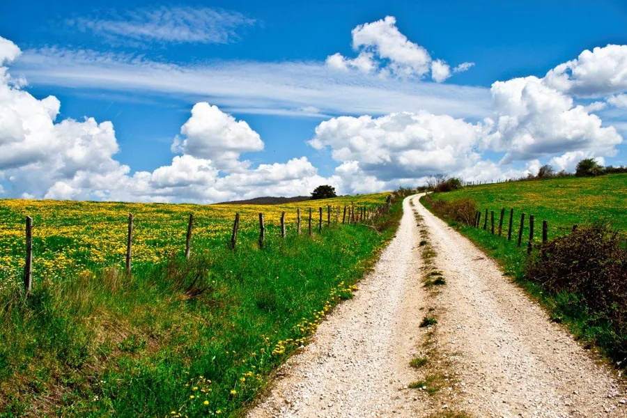 Dirt country lane bordered by fences running through blooming green fields under blue sky with white clouds