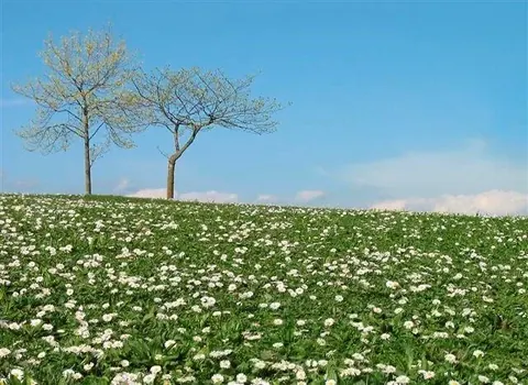 White daisies covering a green hillside with two sparse trees against a blue sky.