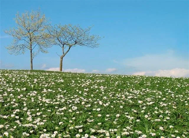 White daisies covering a green hillside with two sparse trees against a blue sky.