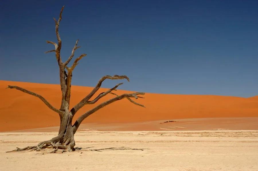 Bare tree standing alone on beige desert floor with large orange sand dune and blue sky behind