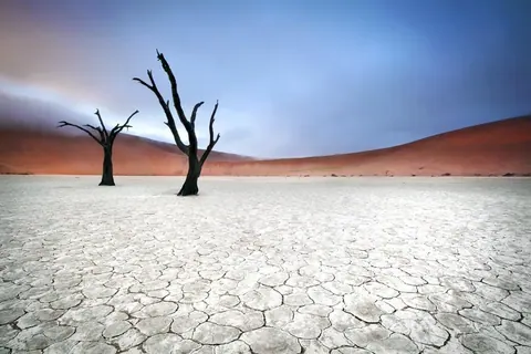 Dead trees in cracked white earth with red sand dunes under blue sky