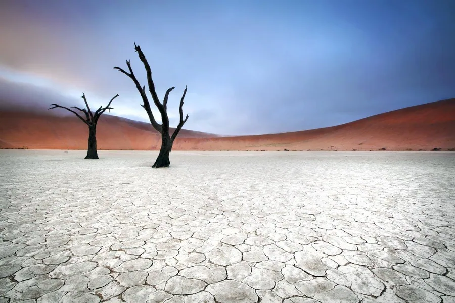 Dead trees in cracked white earth with red sand dunes under blue sky