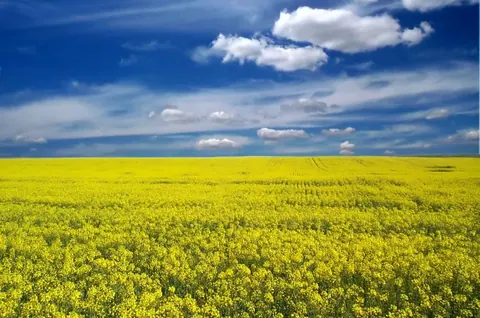 Vast yellow flower field with blue sky and white clouds at horizon
