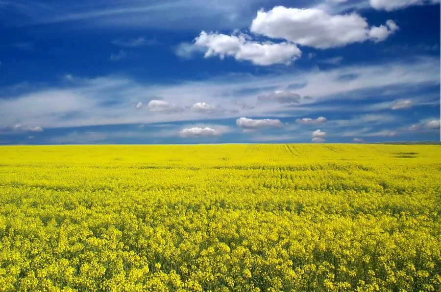 Vast yellow flower field with blue sky and white clouds at horizon