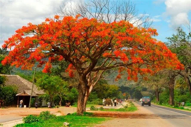 Stunning orange flame tree in full bloom along a tree-lined road with mountains in background
