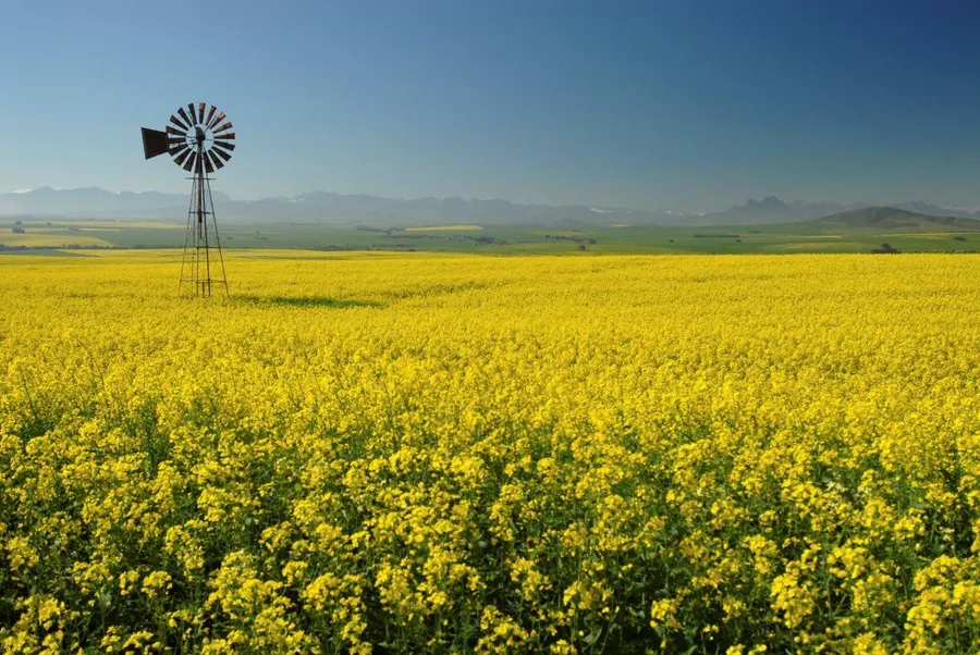 Vast yellow canola field with vintage windmill and mountain range on horizon under blue sky.