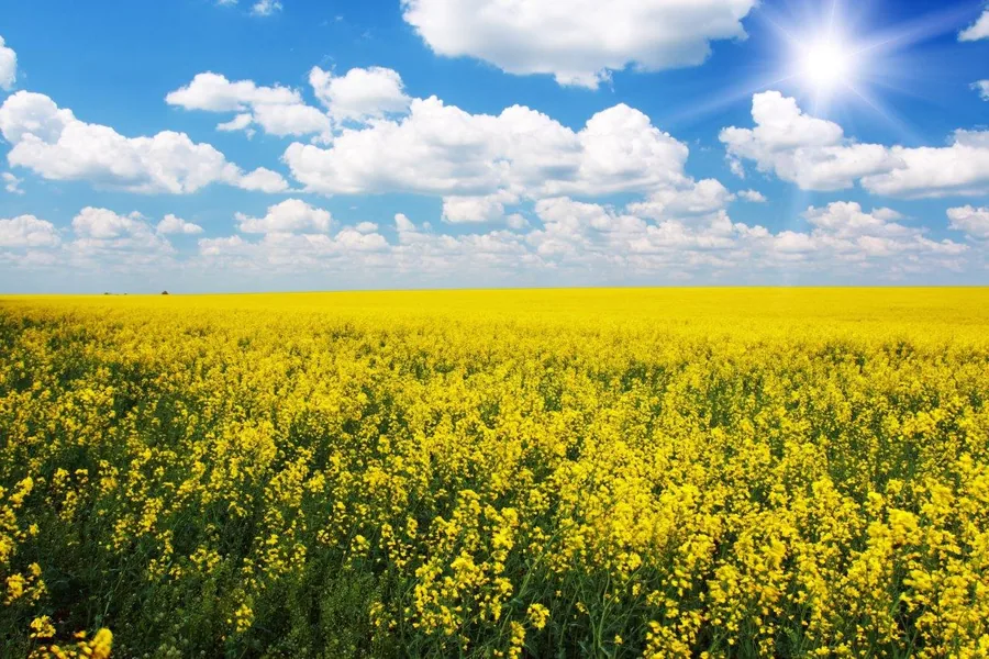 Vast field of bright yellow flowers under blue sky with white clouds and sun