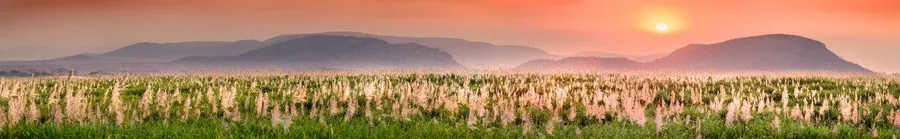 Sunset landscape with coniferous forest, mountains, and golden sky at dusk