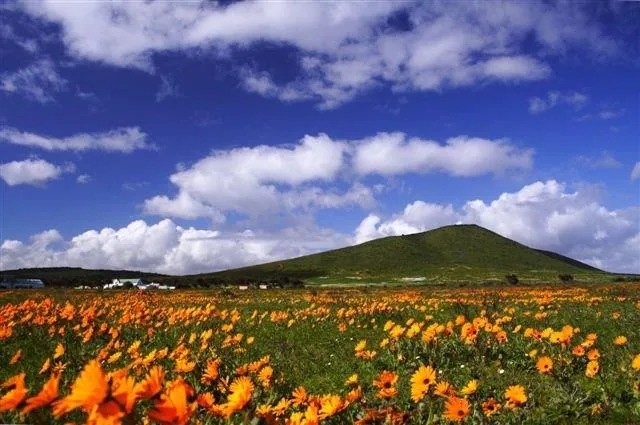 Golden wildflower field with green mountain and blue sky with white clouds