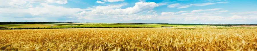 Wide panoramic view of mature golden wheat field under clear blue sky with white clouds