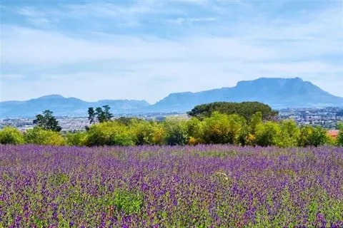 Purple lavender field with green trees and distant mountains under blue sky