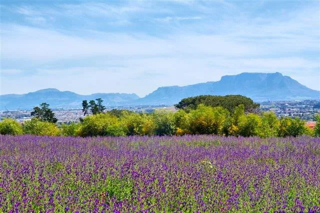 Purple lavender field with green trees and distant mountains under blue sky