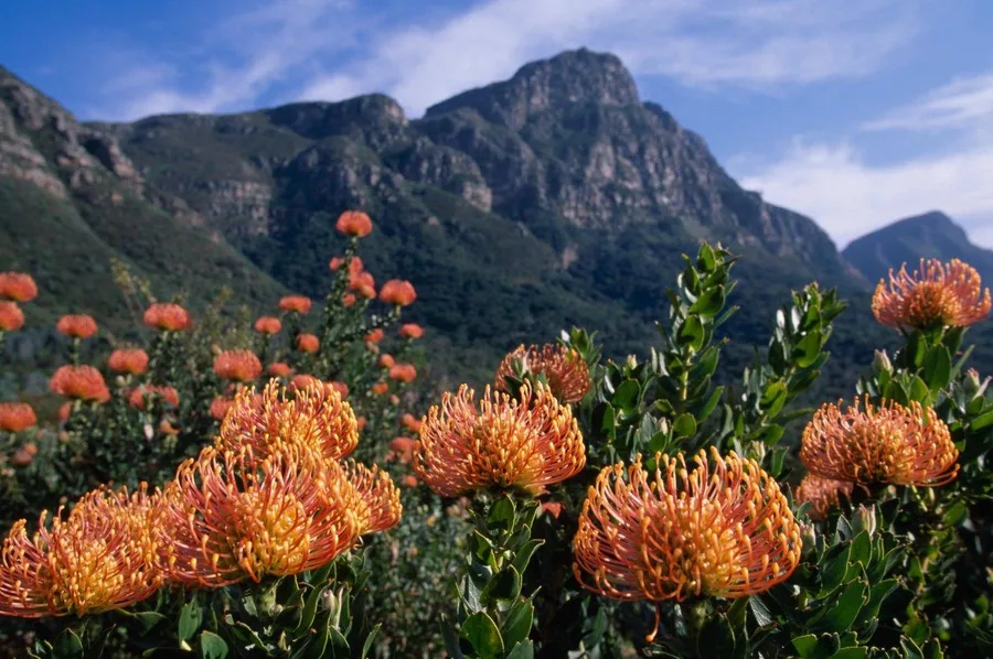 Orange protea flowers with mountain landscape backdrop