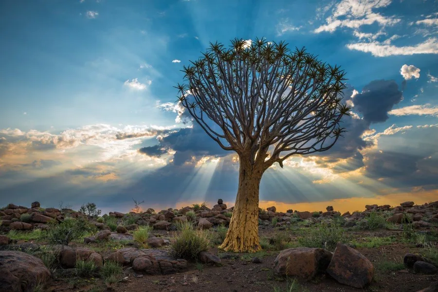 Solitary quiver tree silhouetted against dramatic sunset sky with golden clouds and crepuscular rays in an arid landscape.