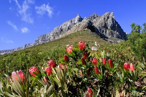 Red protea flowers with green foliage on hillside beneath rocky mountain peak under blue sky