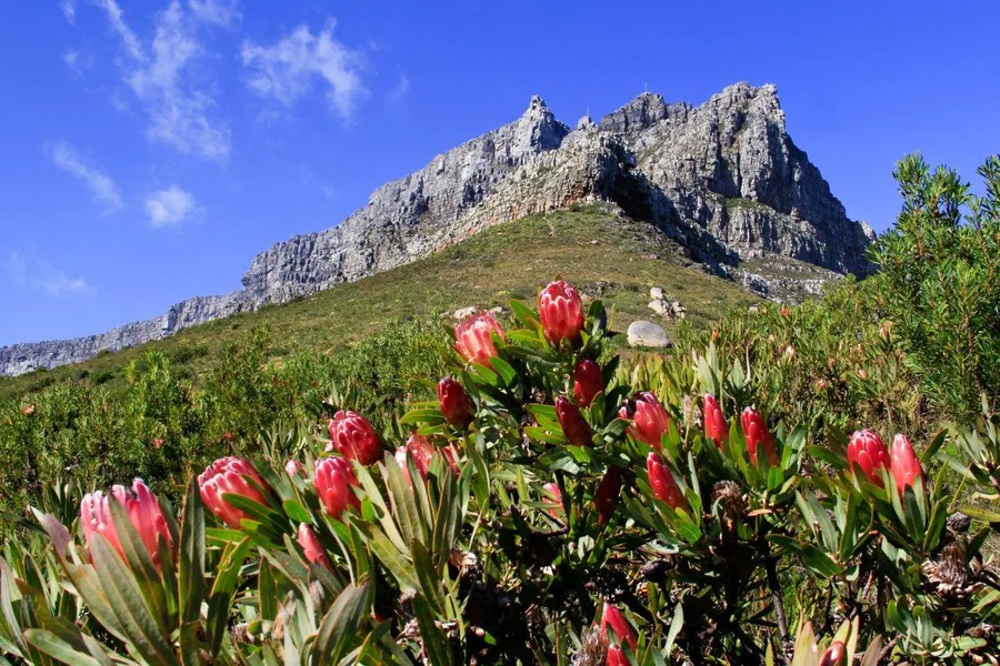 Red protea flowers with green foliage on hillside beneath rocky mountain peak under blue sky