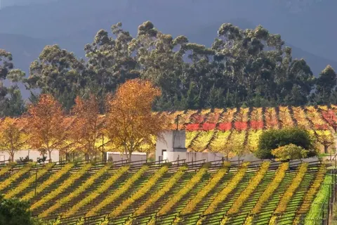 Autumn vineyard with golden grapevine rows, red and yellow trees, and tall eucalyptus forest backdrop.