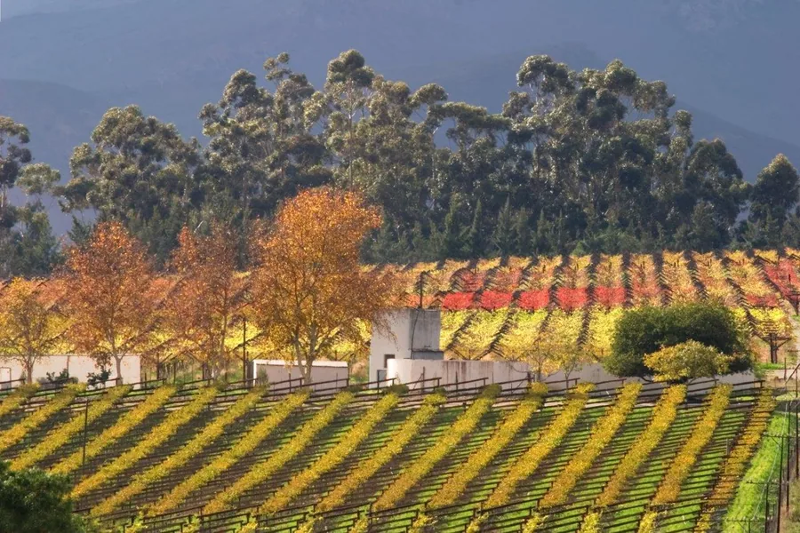 Autumn vineyard with golden grapevine rows, red and yellow trees, and tall eucalyptus forest backdrop.
